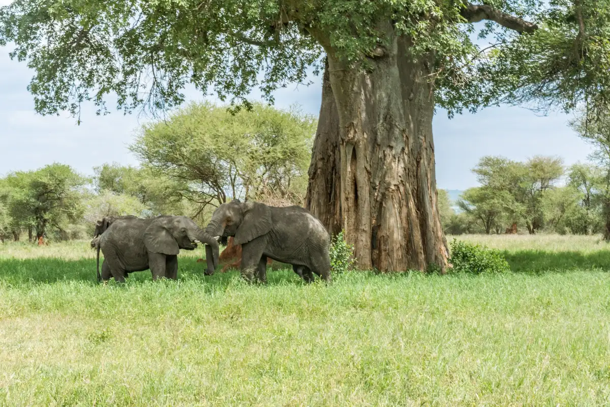 3 Days Camping Safari to Tarangire, Ngorongoro Crater and Lake Manyara National Park.